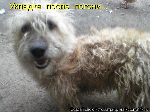 Укладка после погони...... Котоматрица: Укладка после погони...