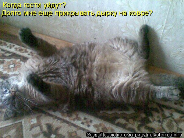 Когда гости уйдут? Долго мне еще прикрывать дырку на ковре?... Котоматрица: Когда гости уйдут? Долго мне еще прикрывать дырку на ковре?