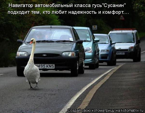 Навигатор автомобильный класса гусь"Сусанин" подходит тем, кто любит надежность и комфорт....... Котоматрица: Навигатор автомобильный класса гусь"Сусанин" подходит тем, кто любит надежность и комфорт....