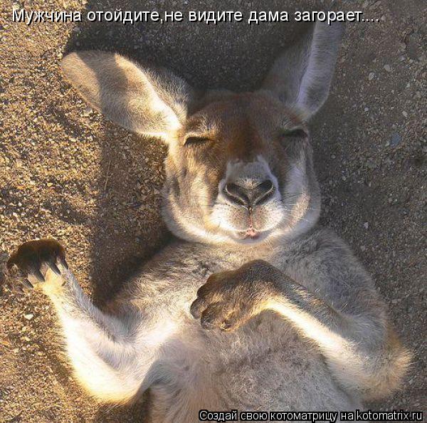 Мужчина отойдите,не видите дама загорает....... Котоматрица: Мужчина отойдите,не видите дама загорает....