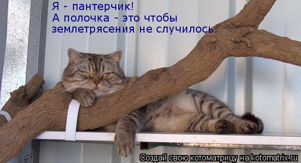Я - пантерчик! А полочка - это чтобы землетрясения не случилось.... Котоматрица: Я - пантерчик! А полочка - это чтобы землетрясения не случилось.