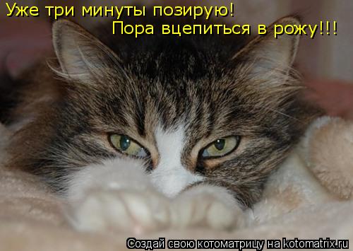 Уже три минуты позирую! Пора вцепиться в рожу!!!... Котоматрица: Уже три минуты позирую! Пора вцепиться в рожу!!!