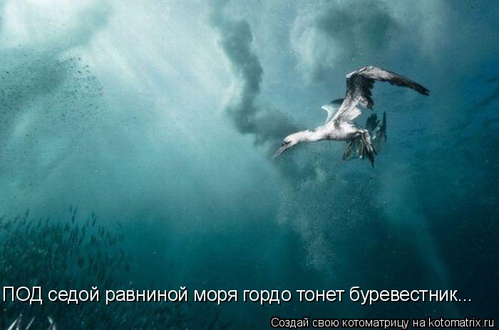 ПОД седой равниной моря гордо тонет буревестник...... Котоматрица: ПОД седой равниной моря гордо тонет буревестник...