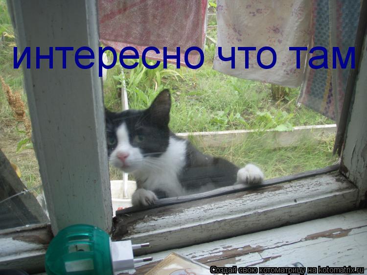 интересно что там... Котоматрица: интересно что там