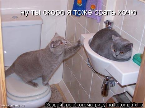 ну ты скоро я тоже срать хочю... Котоматрица: ну ты скоро я тоже срать хочю
