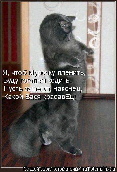 Я, чтоб Мурочку пленить, Буду гоголем ходить. Пусть заметит, наконец, Какой Вася красавЕц!... Котоматрица: Я, чтоб Мурочку пленить, Буду гоголем ходить. Пусть заметит, наконец, Какой Вася красавЕц!