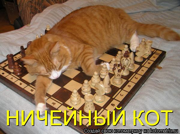 Котоматрица: НИЧЕЙНЫЙ КОТ