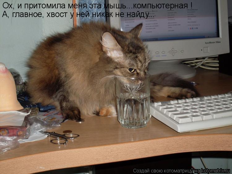 Ох, и притомила меня эта мышь...компьютерная ! А, главное, хвост у ней никак не найду...... Котоматрица: Ох, и притомила меня эта мышь...компьютерная ! А, главное, хвост у ней никак не найду...
