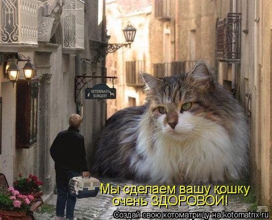 Мы сделаем вашу кошку очень ЗДОРОВОЙ!... Котоматрица: Мы сделаем вашу кошку очень ЗДОРОВОЙ!