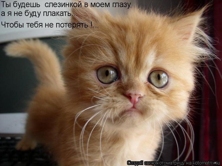 Ты будешь слезинкой в моем глазу, Чтобы тебя не потерять !... а я не буду плакать...... Котоматрица: Ты будешь слезинкой в моем глазу, Чтобы тебя не потерять !... а я не буду плакать...