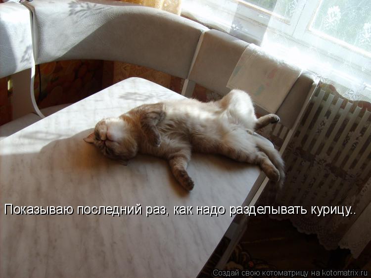 Показываю последний раз, как надо разделывать курицу..... Котоматрица: Показываю последний раз, как надо разделывать курицу..