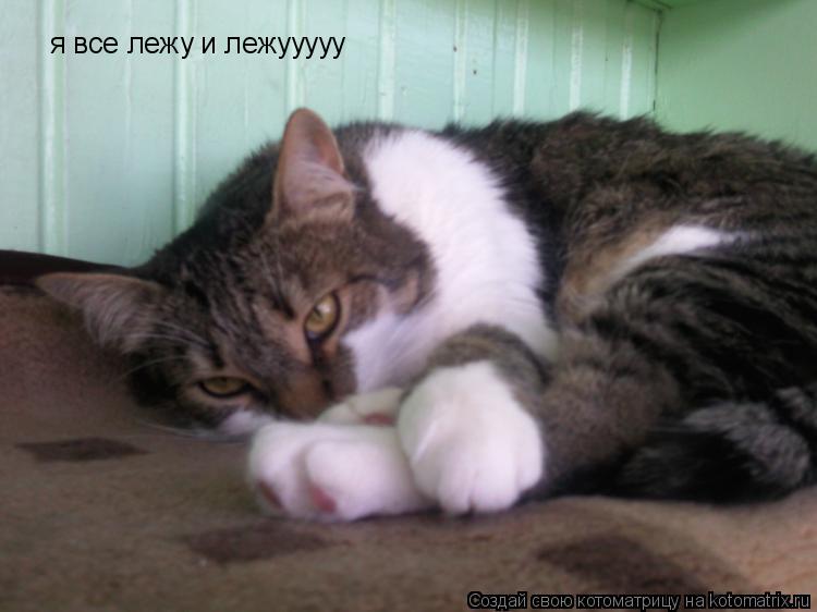 я все лежу и лежууууу... Котоматрица: я все лежу и лежууууу