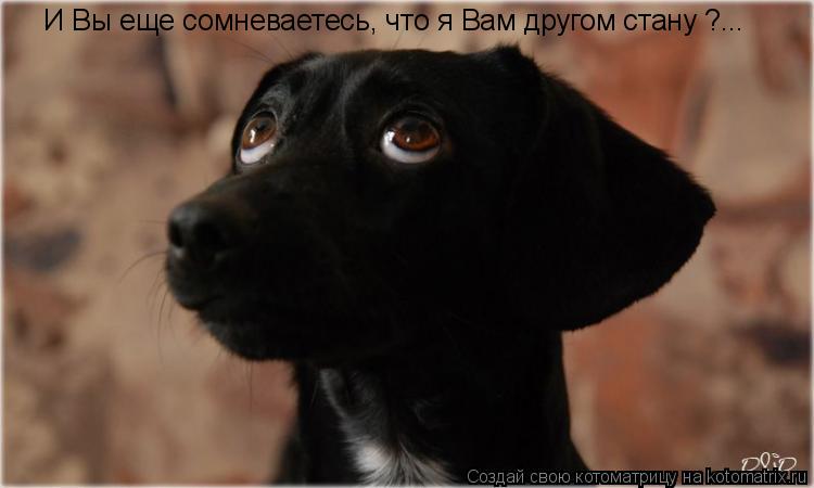 И Вы еще сомневаетесь, что я Вам другом стану ?...... Котоматрица: И Вы еще сомневаетесь, что я Вам другом стану ?...