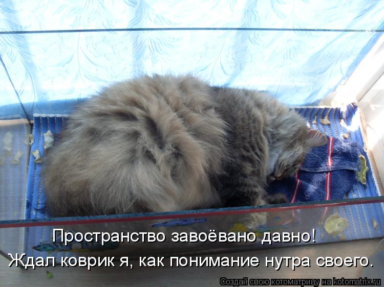 Пространство завоёвано давно! Ждал коврик я, как понимание нутра своего.... Котоматрица: Пространство завоёвано давно! Ждал коврик я, как понимание нутра своего.