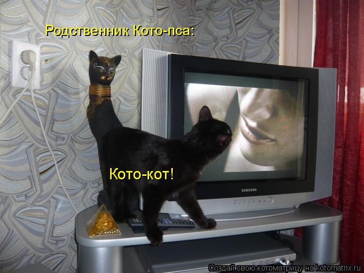 Родственник Кото-пса: Кото-кот!... Котоматрица: Родственник Кото-пса: Кото-кот!