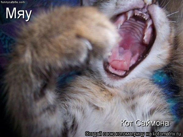 Кот Саймона Мяу... Котоматрица: Кот Саймона Мяу