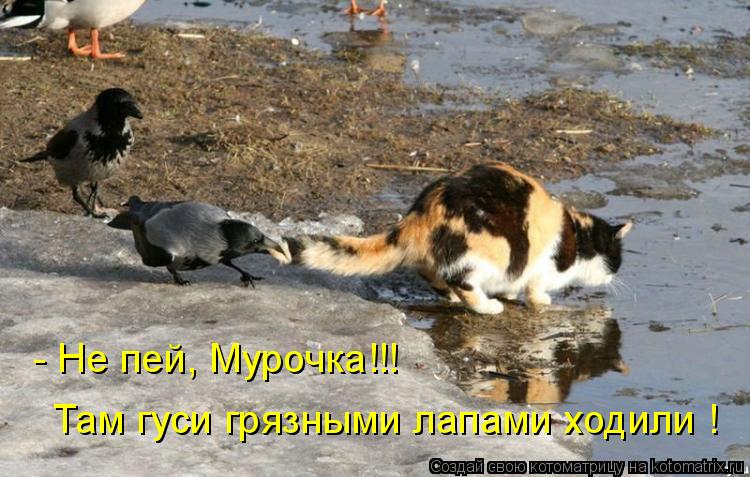 - Не пей, Мурочка!!! Там гуси грязными лапами ходили !... Котоматрица: - Не пей, Мурочка!!! Там гуси грязными лапами ходили !