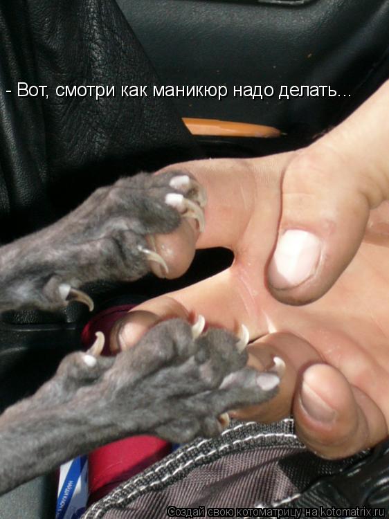 - Вот, смотри как маникюр надо делать...... Котоматрица: - Вот, смотри как маникюр надо делать...