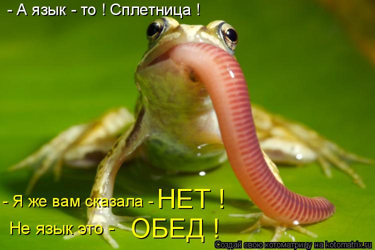 - А язык - то ! Сплетница ! - Я же вам сказала - НЕТ ! ОБЕД ! Не язык это -... Котоматрица: - А язык - то ! Сплетница ! - Я же вам сказала - НЕТ ! ОБЕД ! Не язык это -