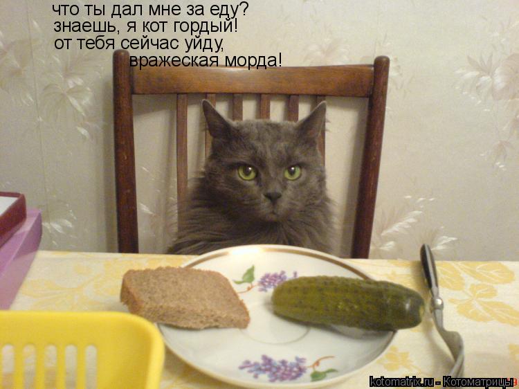 Котоматрица: что ты дал мне за еду? знаешь, я кот гордый! от тебя сейчас уйду, вражеская морда!