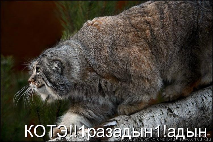КОТЭ!!1разадын1!адын... Котоматрица: КОТЭ!!1разадын1!адын