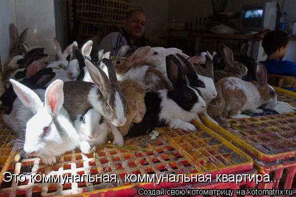 Это коммунальная, коммунальная квартира...... Котоматрица: Это коммунальная, коммунальная квартира...