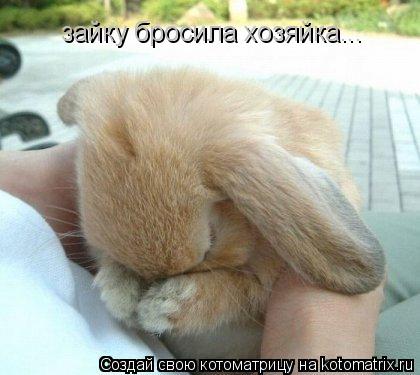 зайку бросила хозяйка...... Котоматрица: зайку бросила хозяйка...