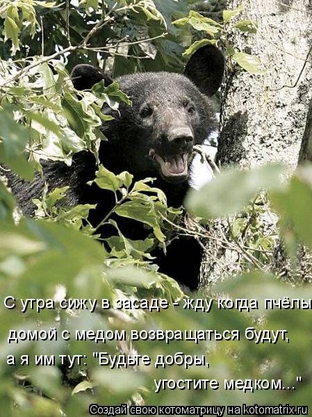 С утра сижу в засаде - жду когда пчёлы домой с медом возвращаться будут, а я им тут: "Будьте добры, ... Котоматрица: С утра сижу в засаде - жду когда пчёлы домой с медом возвращаться будут, а я им тут: "Будьте добры, угостите медком..."