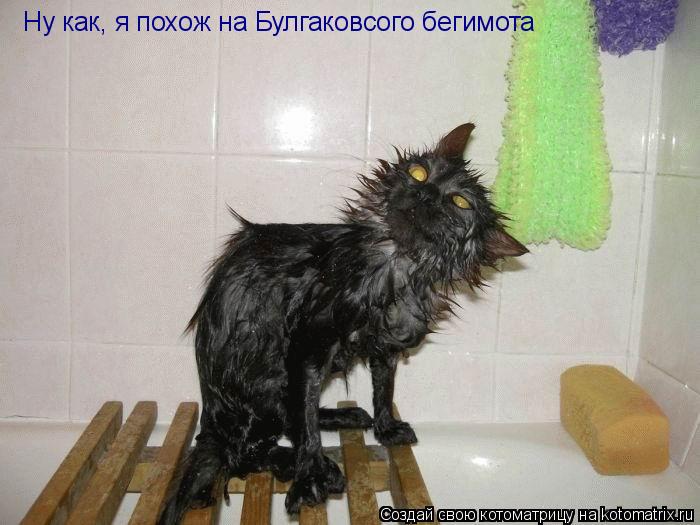 Ну как, я похож на Булгаковсого бегимота... Котоматрица: Ну как, я похож на Булгаковсого бегимота