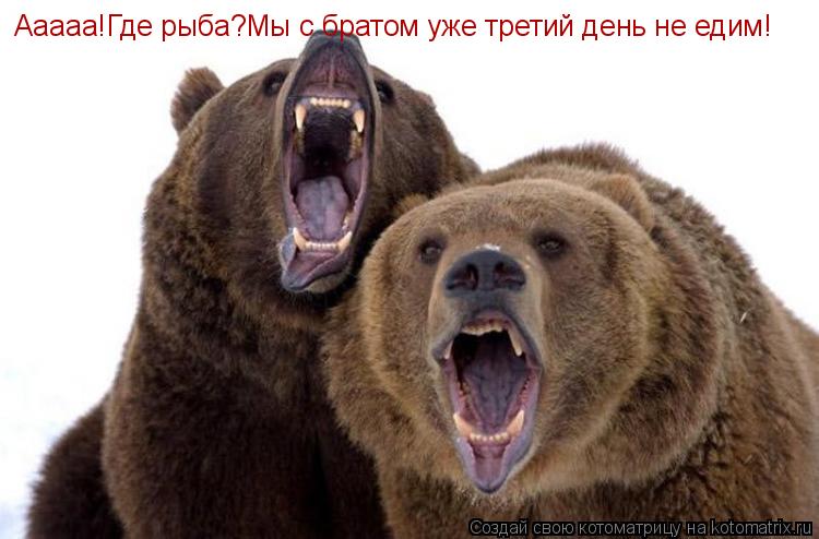Ааааа!Где рыба?Мы с братом уже третий день не едим!... Котоматрица: Ааааа!Где рыба?Мы с братом уже третий день не едим!
