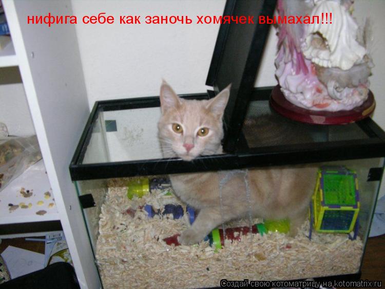 нифига себе как заночь хомячек вымахал!!!... Котоматрица: нифига себе как заночь хомячек вымахал!!!
