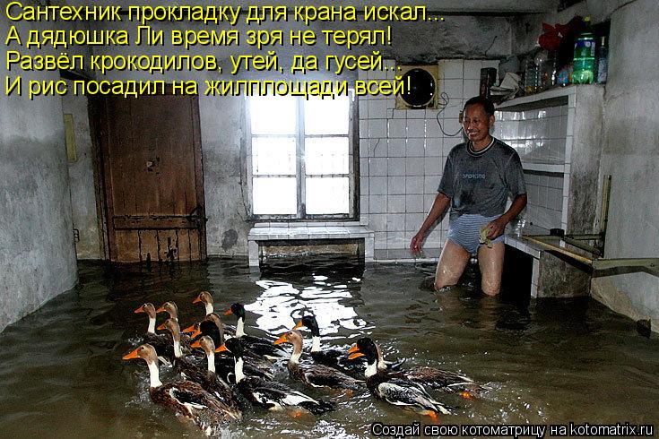 Сантехник прокладку для крана искал... А дядюшка Ли время зря не терял! Развёл крокодилов, утей, да г... Котоматрица: Сантехник прокладку для крана искал... А дядюшка Ли время зря не терял! Развёл крокодилов, утей, да гусей... И рис посадил на жилплощади всей!