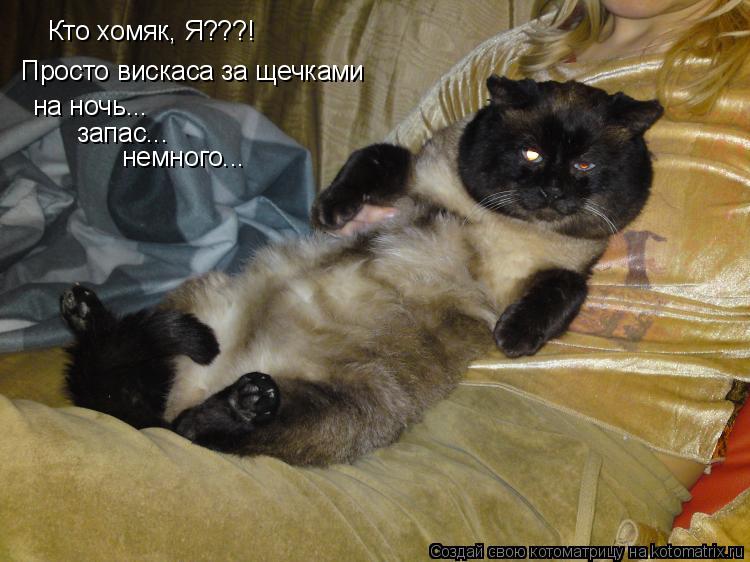 Кто хомяк, Я???! Просто вискаса за щечками на ночь... запас... немного...... Котоматрица: Кто хомяк, Я???! Просто вискаса за щечками на ночь... запас... немного...