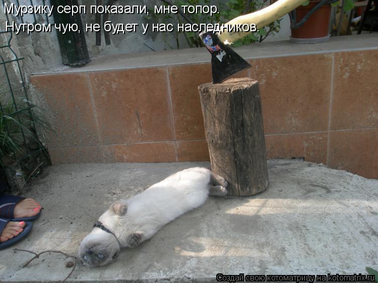 Нутром чую, не будет у нас наследников. Мурзику серп показали, мне топор.... Котоматрица: Нутром чую, не будет у нас наследников. Мурзику серп показали, мне топор.