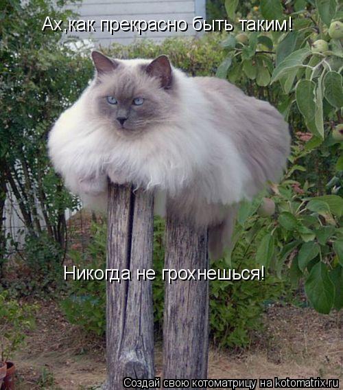 Ах,как прекрасно быть таким! Никогда не грохнешься!... Котоматрица: Ах,как прекрасно быть таким! Никогда не грохнешься!