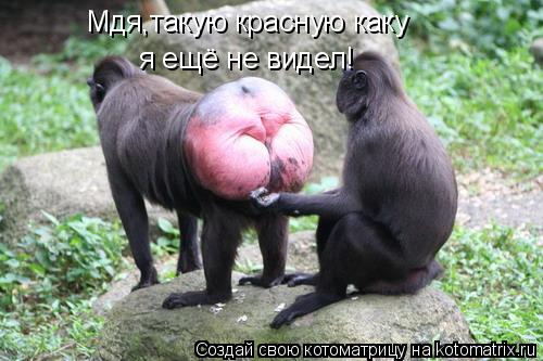 Мдя,такую красную каку я ещё не видел!... Котоматрица: Мдя,такую красную каку я ещё не видел!