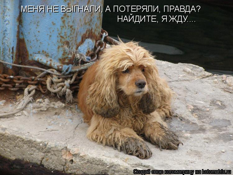 МЕНЯ НЕ ВЫГНАЛИ, А ПОТЕРЯЛИ, ПРАВДА? НАЙДИТЕ, Я ЖДУ....... Котоматрица: МЕНЯ НЕ ВЫГНАЛИ, А ПОТЕРЯЛИ, ПРАВДА? НАЙДИТЕ, Я ЖДУ....