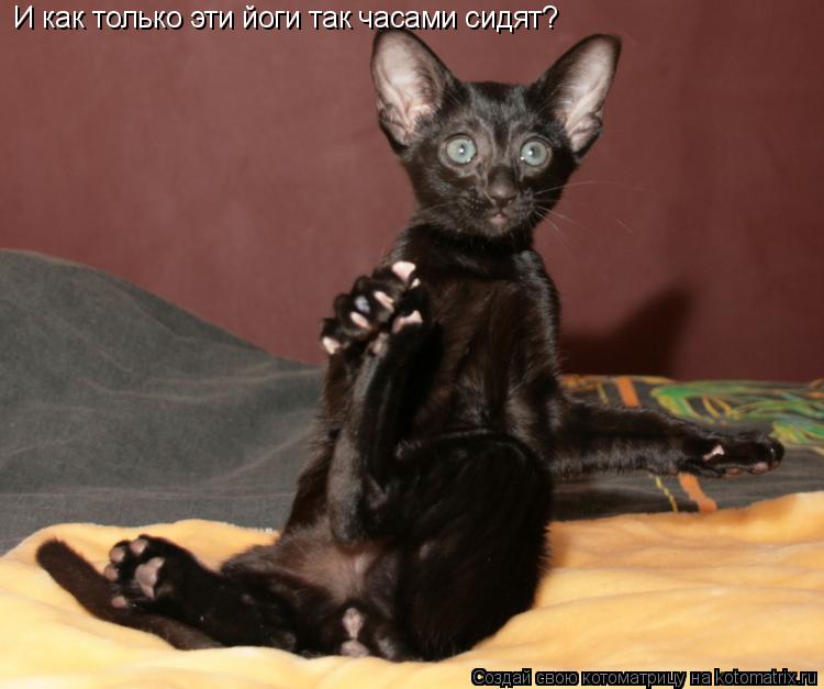 И как только эти йоги так часами сидят?... Котоматрица: И как только эти йоги так часами сидят?
