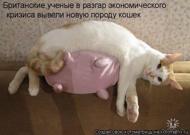 Британские ученые в разгар экономического кризиса вывели новую породу кошек... Котоматрица: Британские ученые в разгар экономического кризиса вывели новую породу кошек
