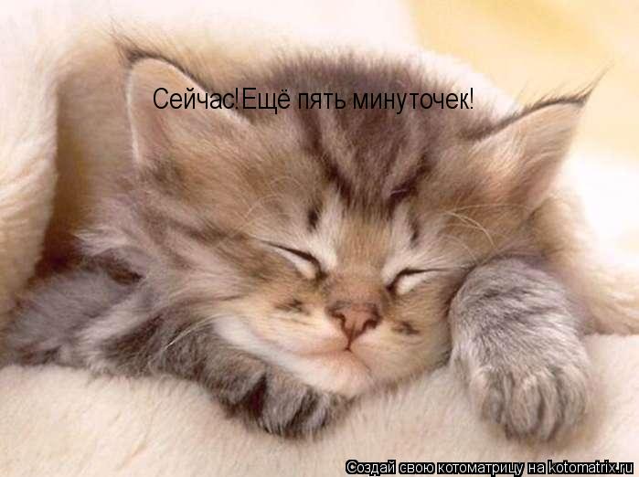 Сейчас!Ещё пять минуточек!... Котоматрица: Сейчас!Ещё пять минуточек!