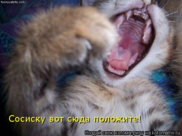Сосиску вот сюда положите!... Котоматрица: Сосиску вот сюда положите!