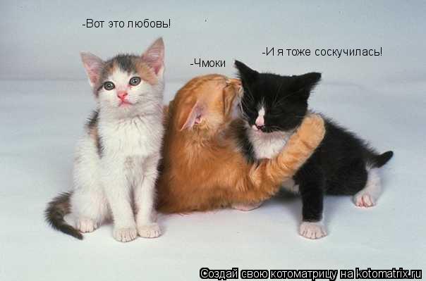 -Вот это любовь! -Чмоки -И я тоже соскучилась!... Котоматрица: -Вот это любовь! -Чмоки -И я тоже соскучилась!