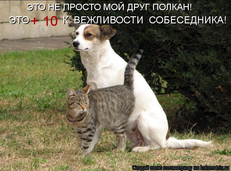 ЭТО НЕ ПРОСТО МОЙ ДРУГ ПОЛКАН! ЭТО К ВЕЖЛИВОСТИ СОБЕСЕДНИКА! + 10... Котоматрица: ЭТО НЕ ПРОСТО МОЙ ДРУГ ПОЛКАН! ЭТО К ВЕЖЛИВОСТИ СОБЕСЕДНИКА! + 10