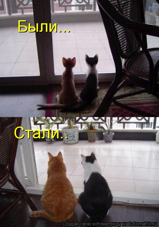 Были... Стали..... Котоматрица: Были... Стали..