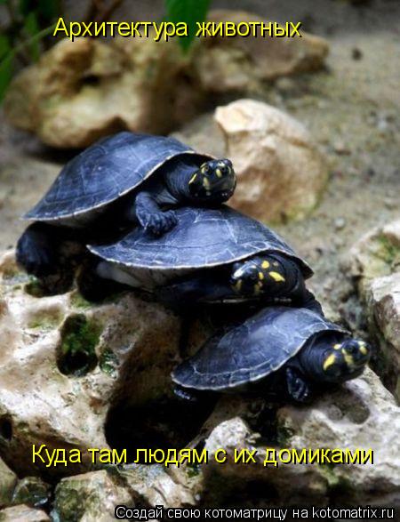 Архитектура животных Куда там людям с их домиками... Котоматрица: Архитектура животных Куда там людям с их домиками
