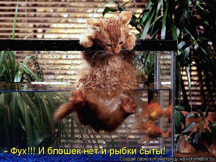 - Фух!!! И блошек нет и рыбки сыты!... Котоматрица: - Фух!!! И блошек нет и рыбки сыты!