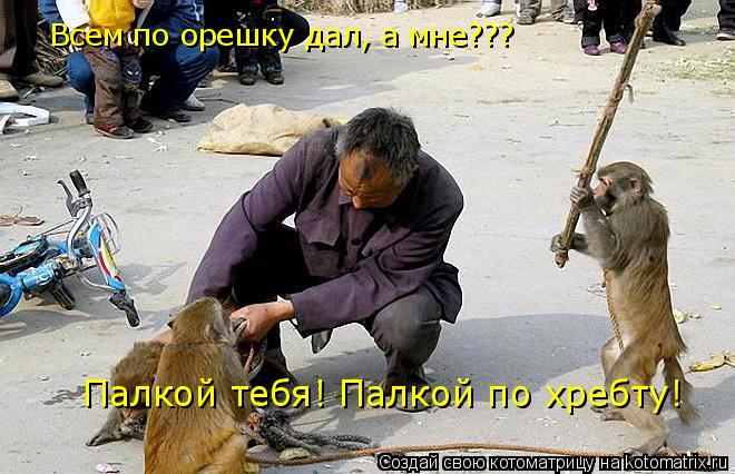 Всем по орешку дал, а мне??? Палкой тебя! Палкой по хребту!... Котоматрица: Всем по орешку дал, а мне??? Палкой тебя! Палкой по хребту!