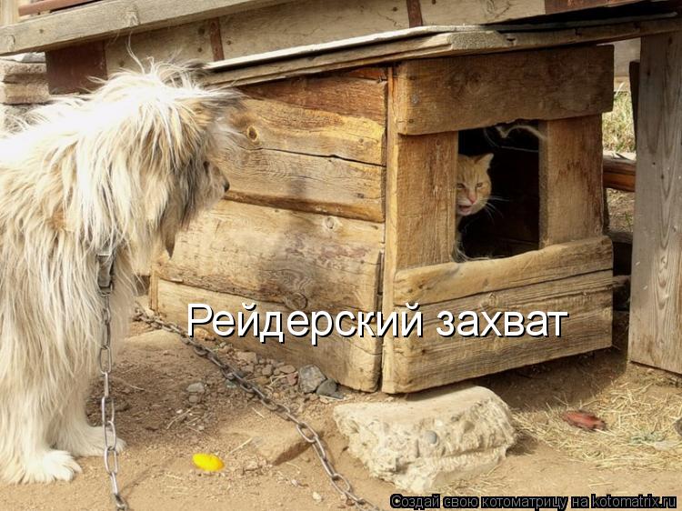 Рейдерский захват... Котоматрица: Рейдерский захват
