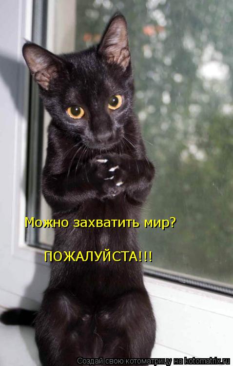 Можно захватить мир? ПОЖАЛУЙСТА!!!... Котоматрица: Можно захватить мир? ПОЖАЛУЙСТА!!!