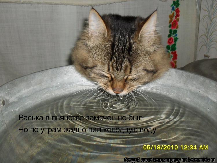 Васька в пьянстве замечен не был. Но по утрам жадно пил холодную воду.... Котоматрица: Васька в пьянстве замечен не был. Но по утрам жадно пил холодную воду.